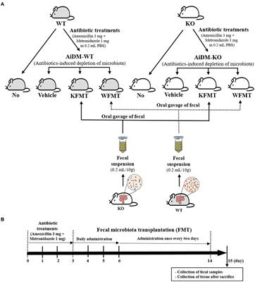 Dysbiosis of Fecal Microbiota From Complement 3 Knockout Mice With Constipation Phenotypes Contributes to Development of Defecation Delay